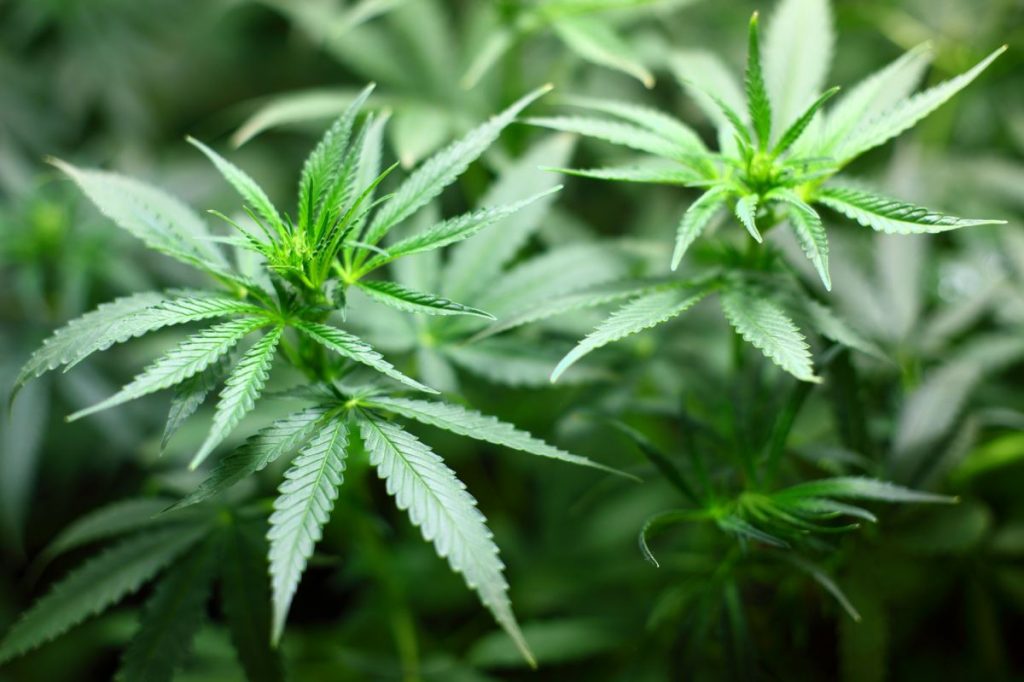 How Will Legal Marijuana Use Affect Your Tenancies