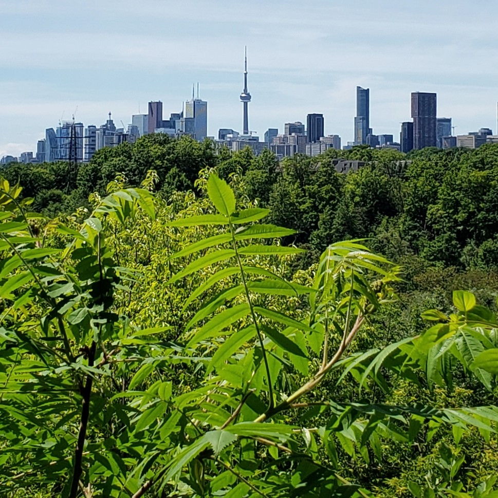 Toronto Skyline from Crothers Woods